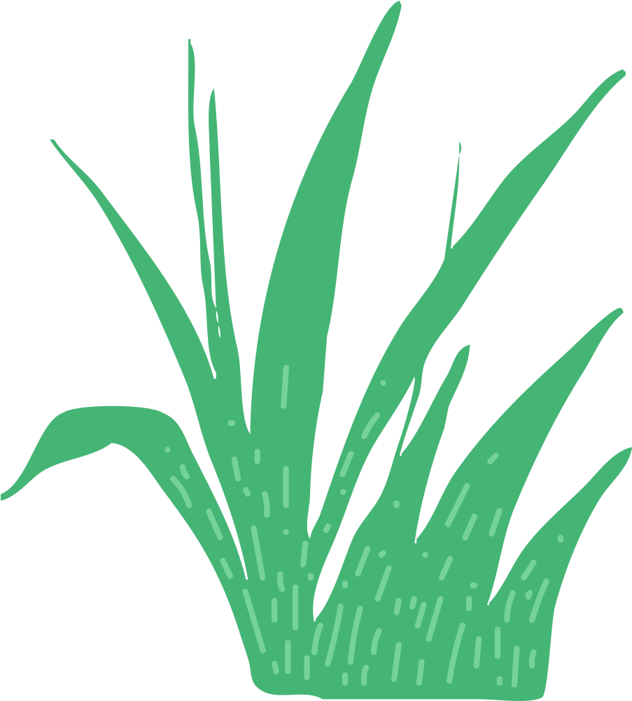 This Is A Sticker Of Grass - Agave Azul Clipart (1000x1000), Png Download