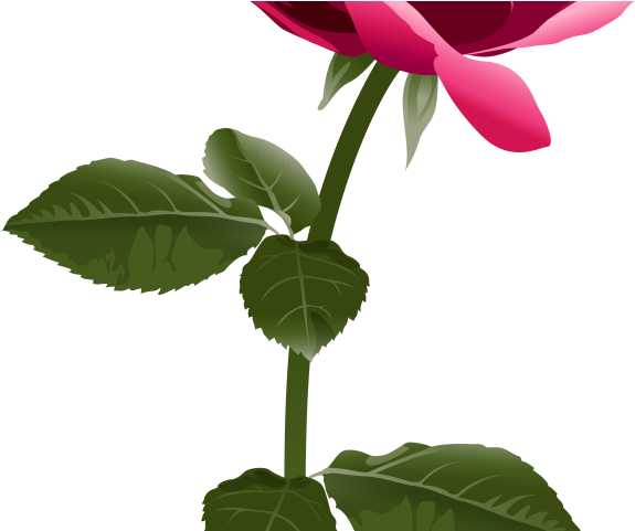 Glitter Clipart Rose - Fuchsia Pink Rose Png Transparent Png (640x480), Png Download