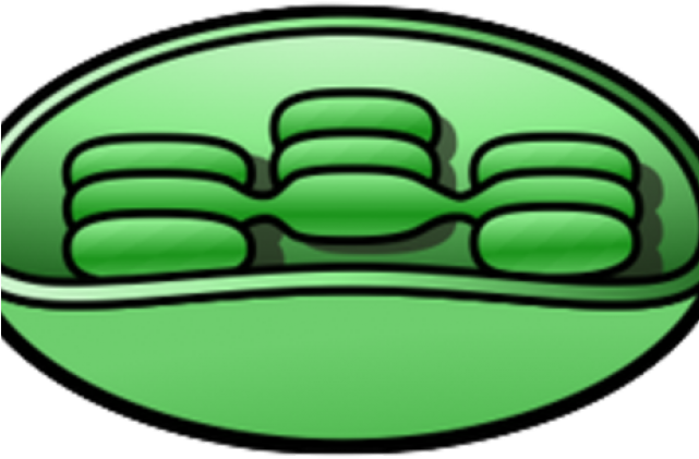 Chloroplast Cliparts - Chloroplast Clipart - Png Download (640x480), Png Download