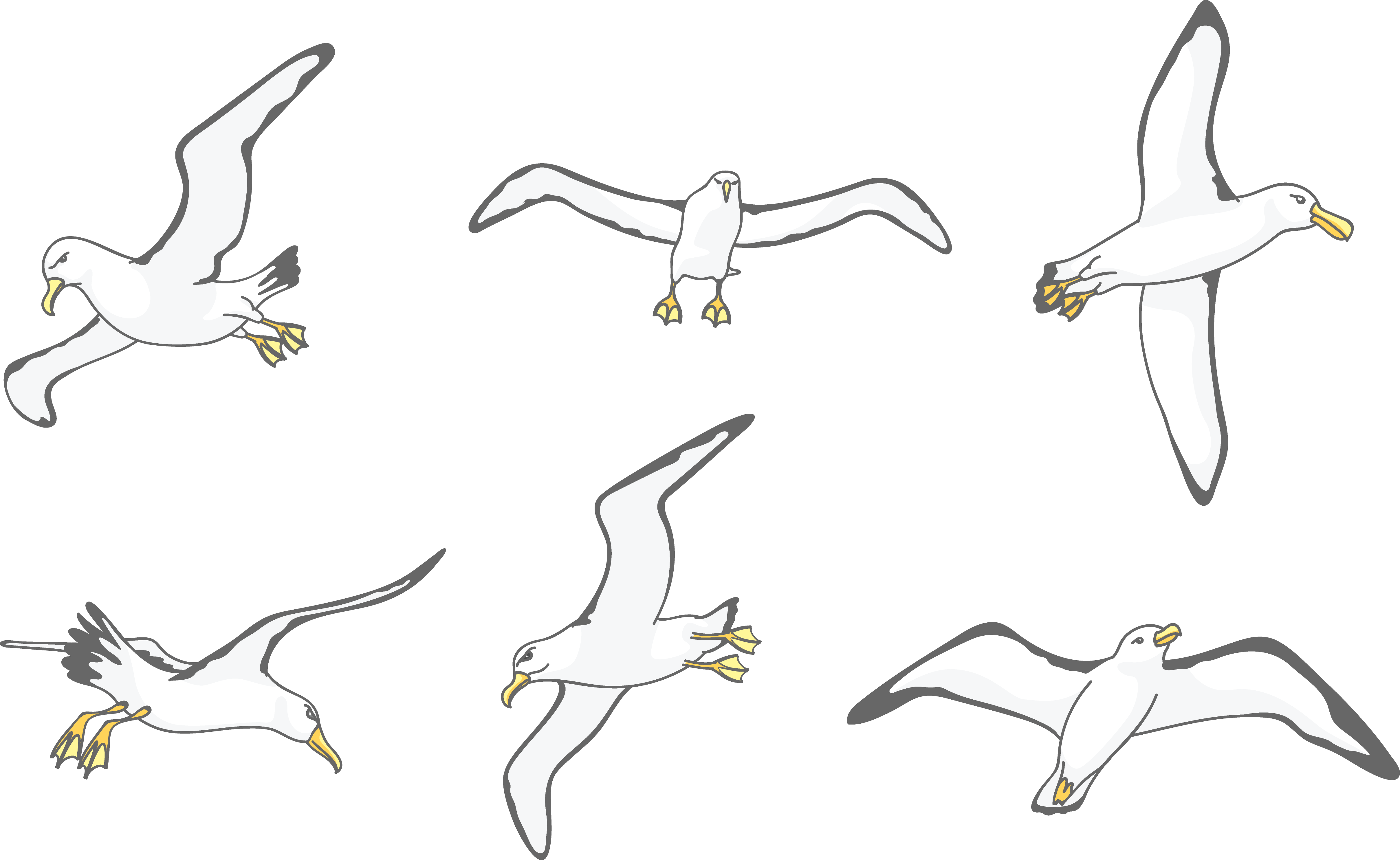 Download Albatross Drawing Wing - Flock Clipart (4836x2971), Png Download