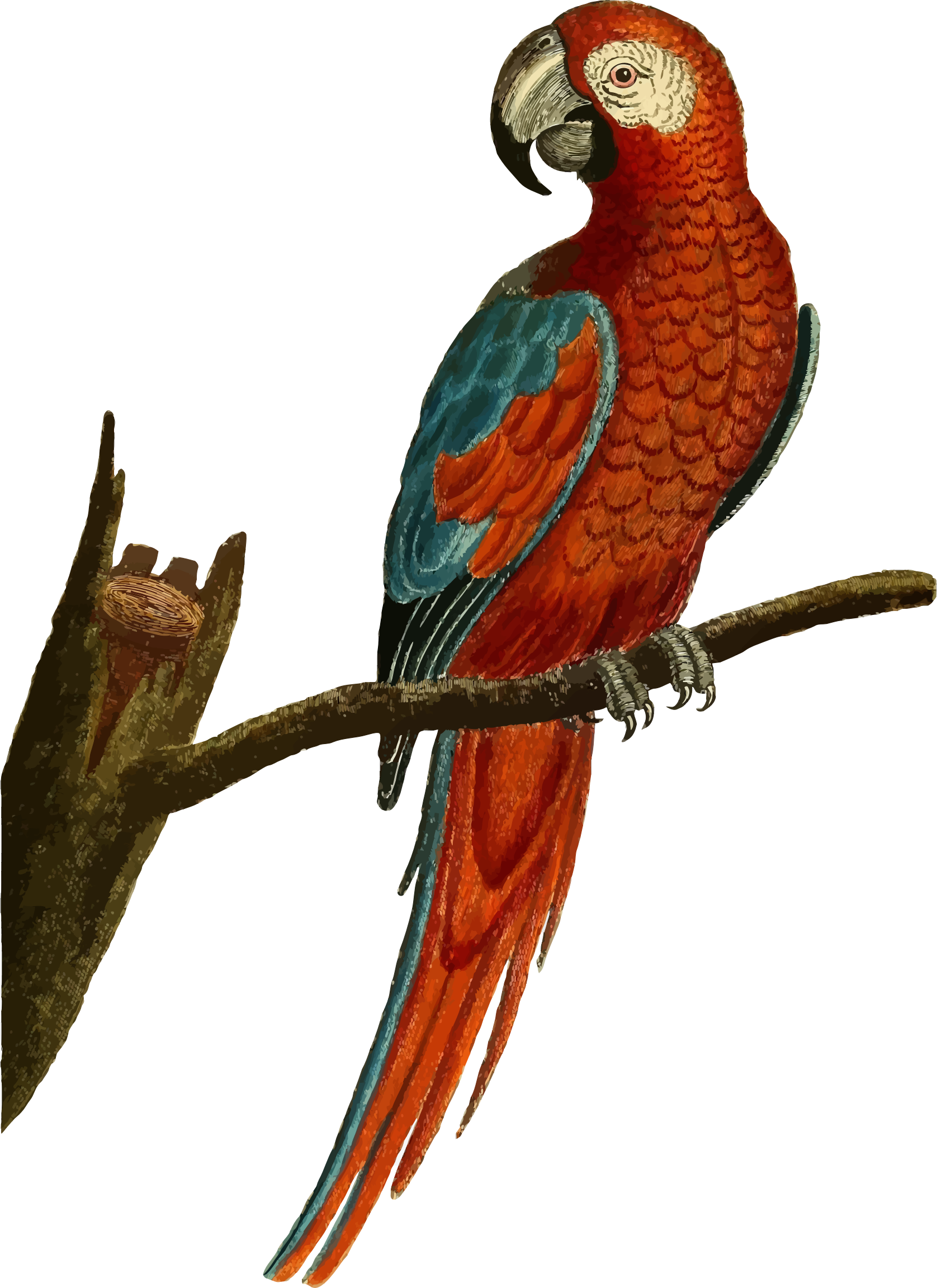 Vintage Deep Red Parrot Illustration By @gdj, From - Parrot Illustration Clipart (1676x2304), Png Download