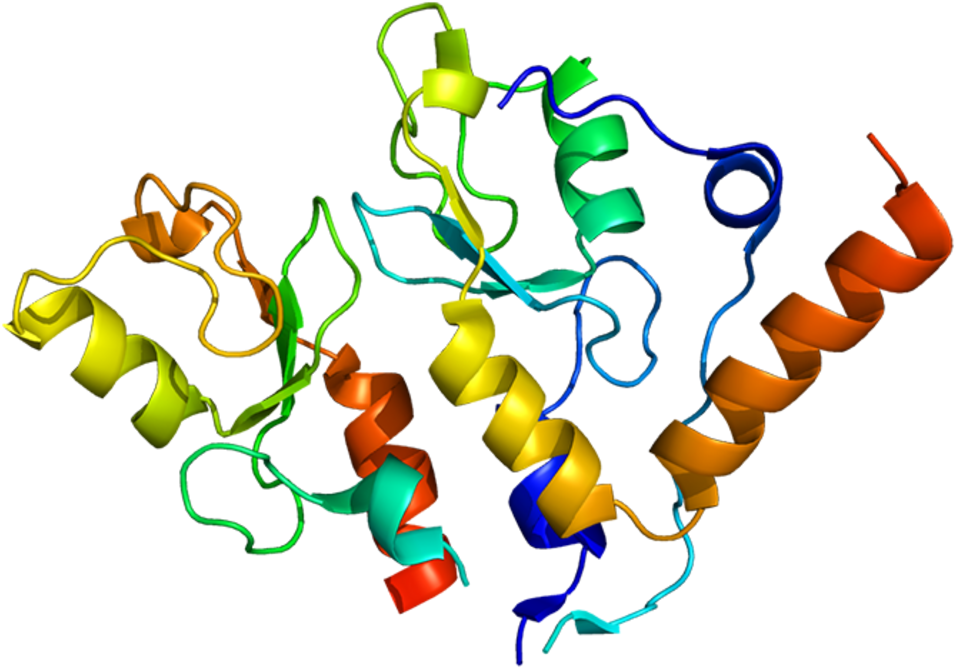 Bmi1 The Stem Cell Self-renewal Molecule - Bmi1 Clipart (1000x713), Png Download