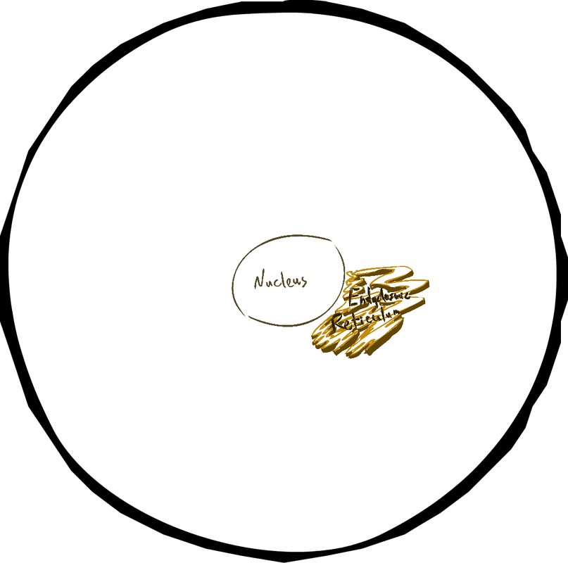 Endoplasmic Reticulum - Circle Clipart (807x800), Png Download