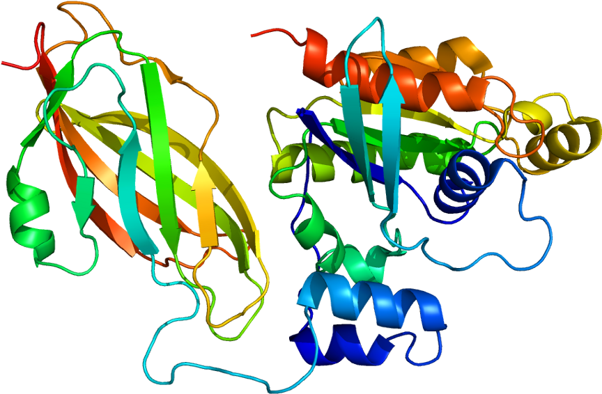 Rac1 Protein Clipart (913x615), Png Download