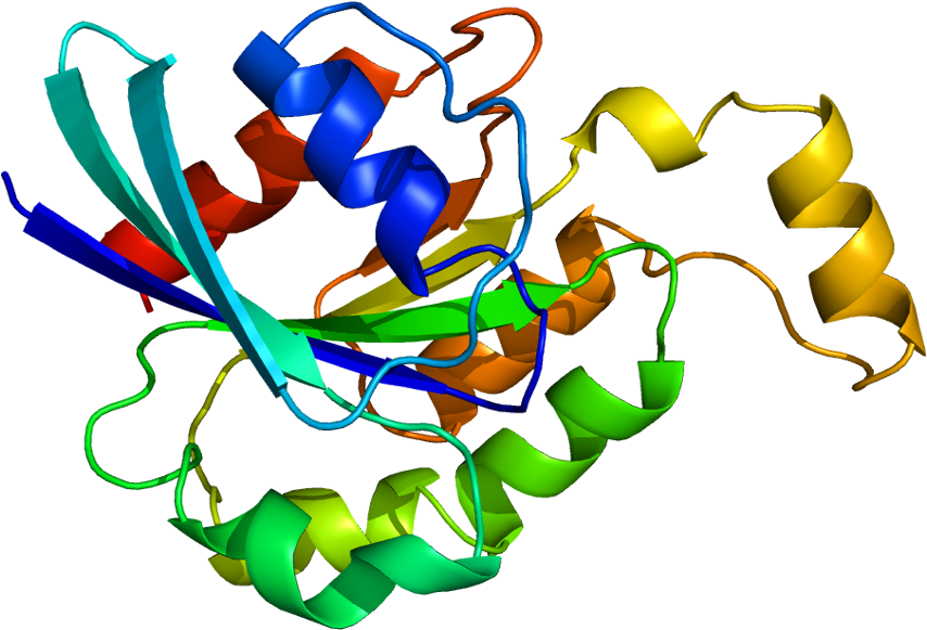 Rhoa Protein Clipart (903x630), Png Download