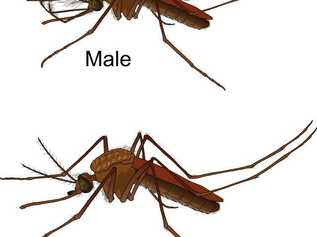 Mosquito Clipart Dirty Body - Difference Male And Female Mosquito - Png Download (640x480), Png Download