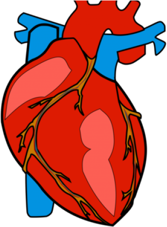 Body Clipart Heart - Human Body Heart Clipart - Png Download (640x480), Png Download