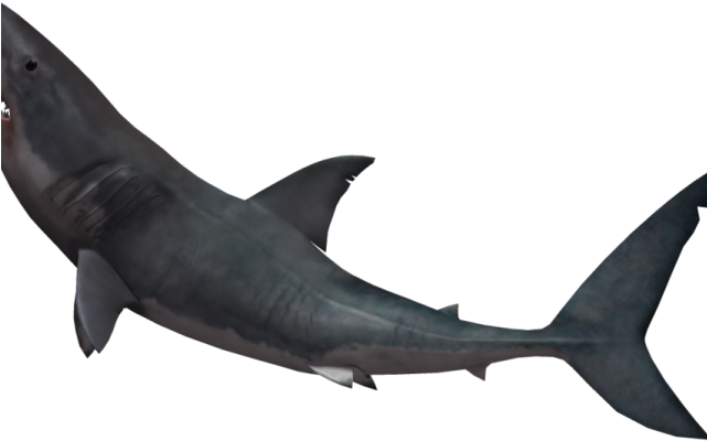 Great White Shark Clipart Invisible Background - Fin Shark Png Transparent Png (640x480), Png Download