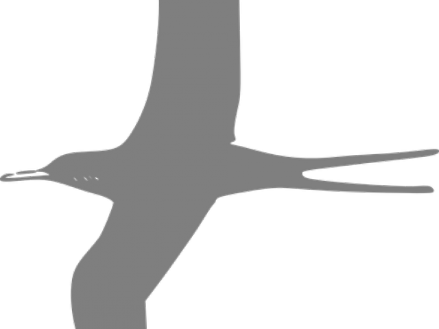 Tern Clipart Transparent - Albatross - Png Download (640x480), Png Download