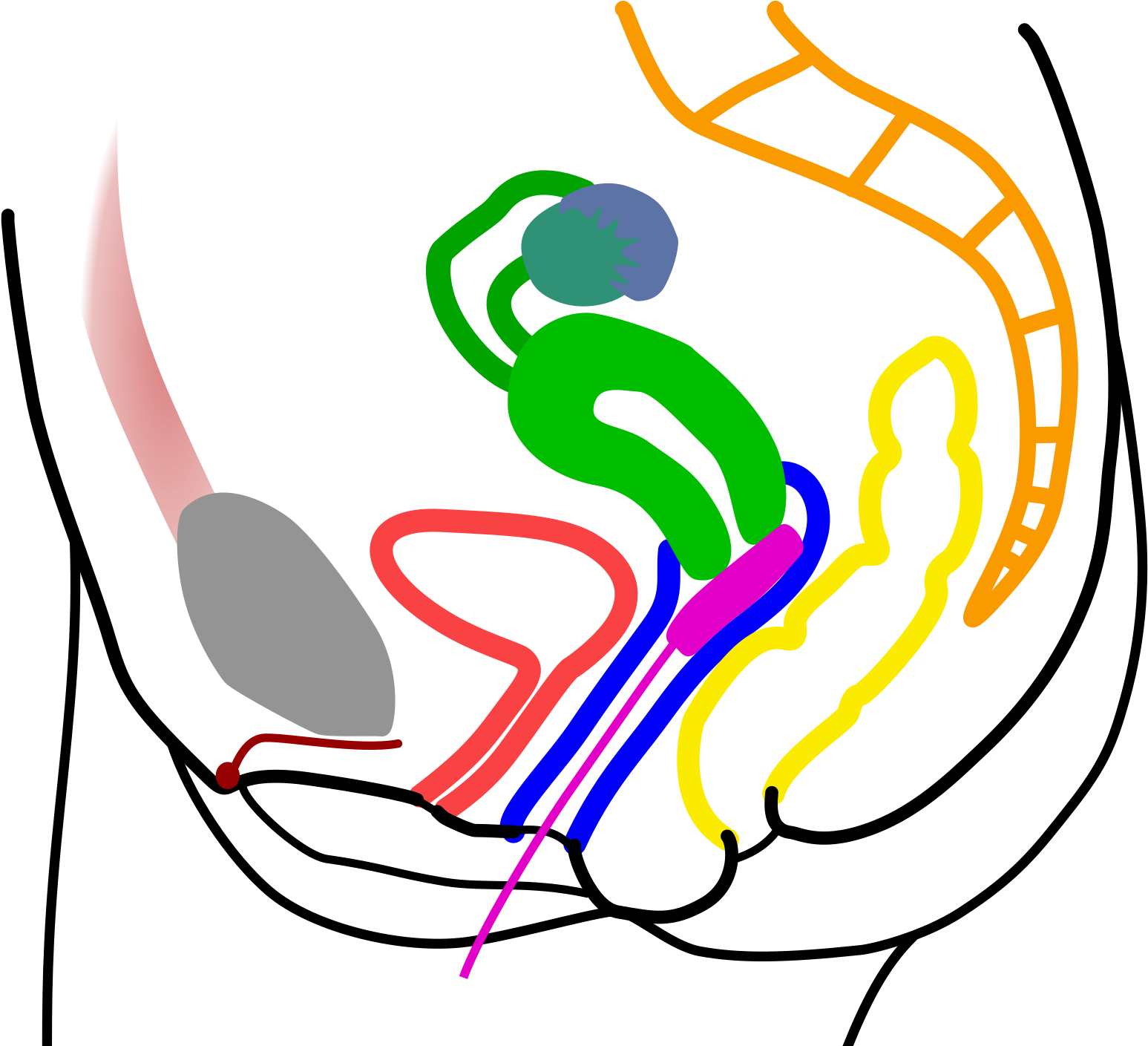 Open - Vagina Cross Section Tampon Clipart (2000x1414), Png Download