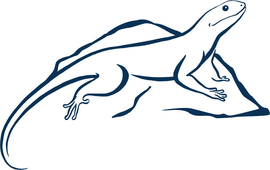 Lizard - Portable Network Graphics Clipart (882x554), Png Download