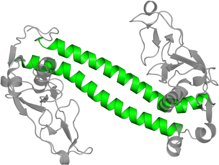 <div Class='caption-body'>1 Copy Of Cath Domain - Ap 1 Transcription Factor Clipart (800x800), Png Download