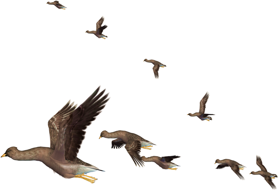 Migration Clipart Flying Bird - Vuelo De Las Aves - Png Download (1024x768), Png Download