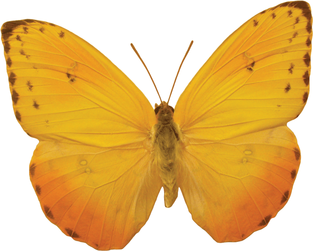 A Small Butterfly Free Png And Clipart - Yellow Butterfly No Background Transparent Png (1024x821), Png Download