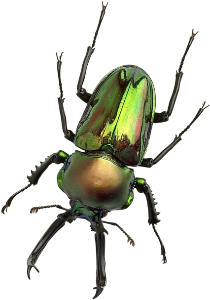 Clip Art Freeuse Bug Png Transparent Image - Lucanidae (500x676), Png Download