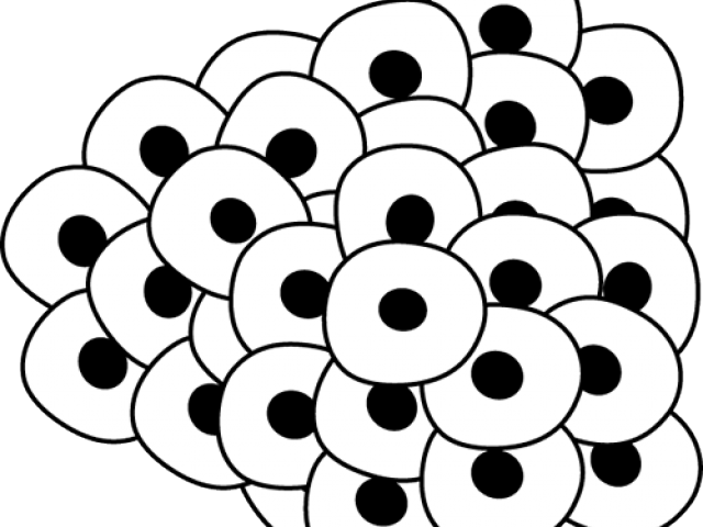 Pond Clipart Design - Ciclo De Vida De Una Rana En Ingles - Png Download (640x480), Png Download