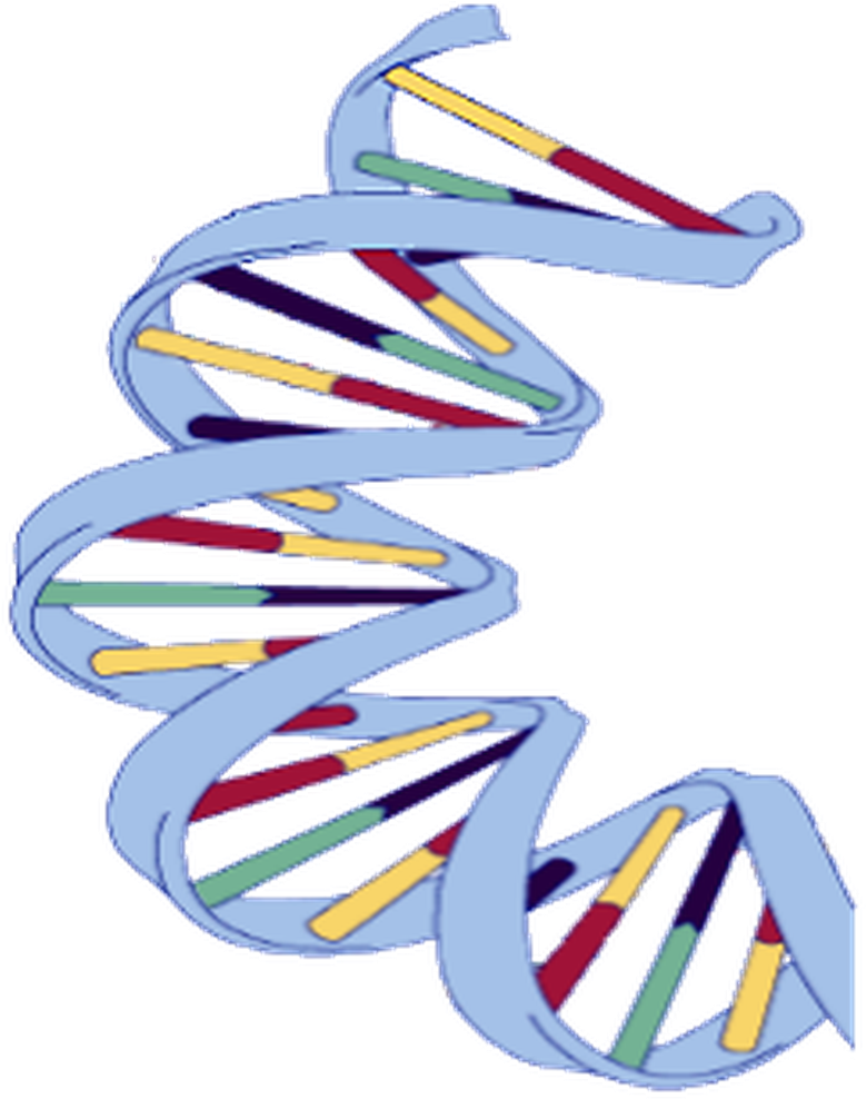 Dna Structure Clipart Wikipedia - Dna Structure Of A Banana - Png Download (960x1012), Png Download