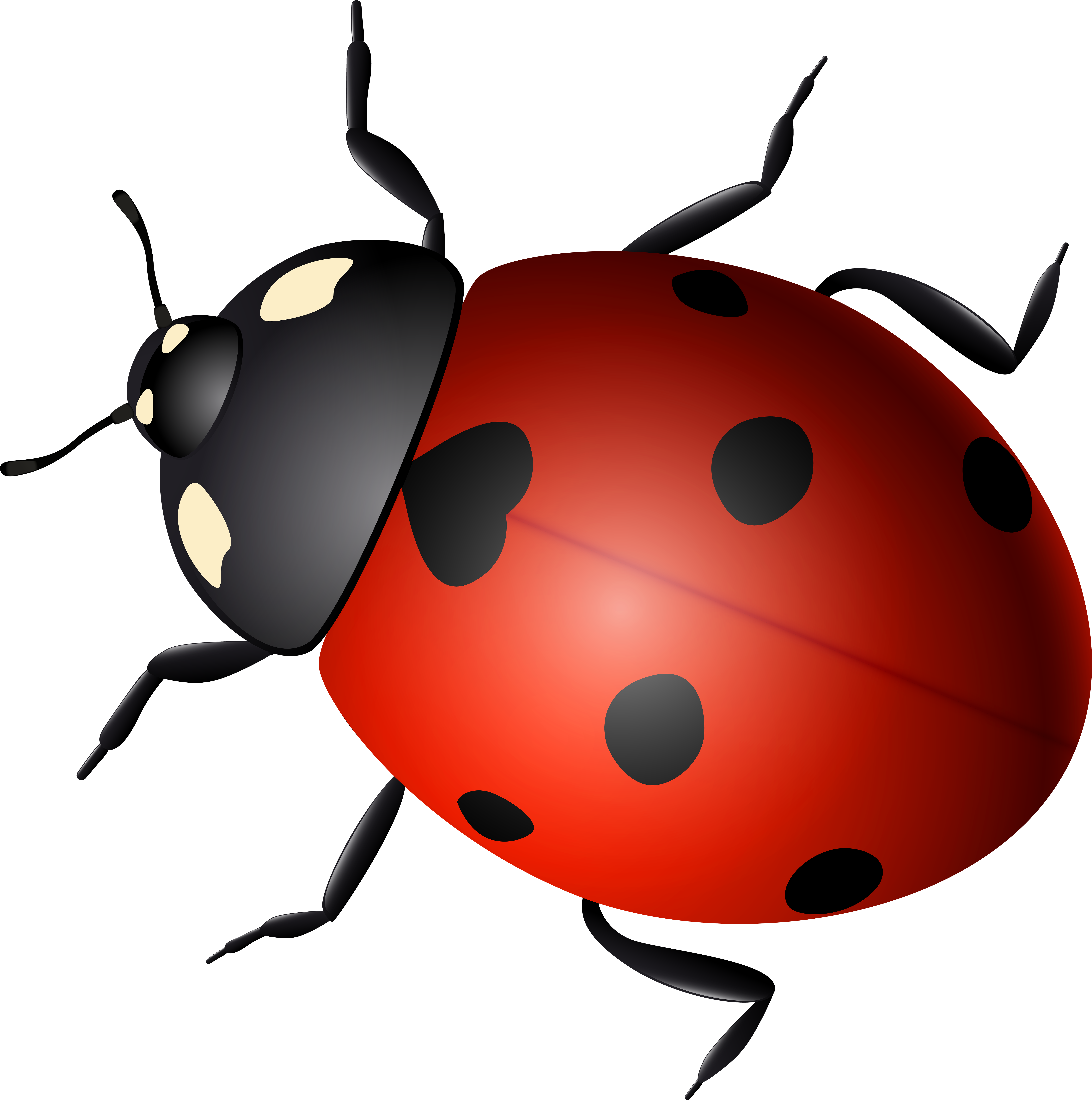Freeuse Stock Ladybird Clip Art Transprent - Png Download (8000x7979), Png Download