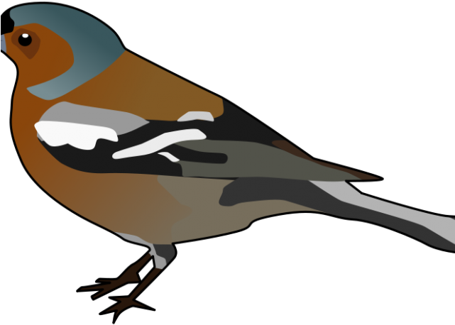 Finch Clipart Chidiya - Colorful Cartoon Black And Brown Finch Tote Bag, Adult - Png Download (640x480), Png Download