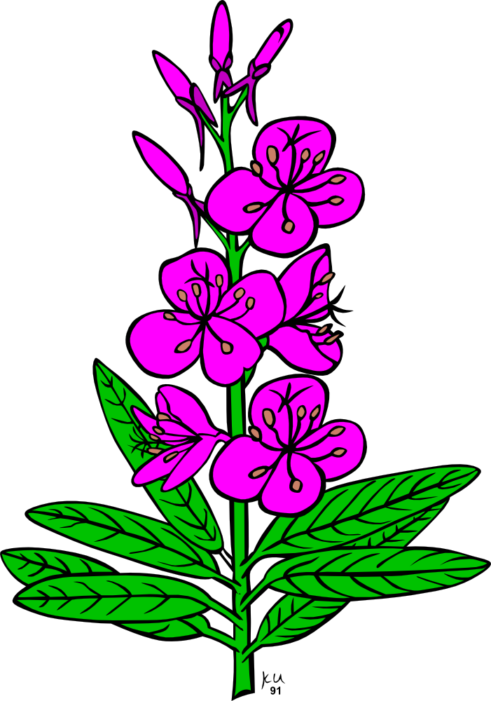 Chamaenerion Angustifolium Drawing Computer Icons Alaska - Fireweed Clipart - Png Download (526x750), Png Download