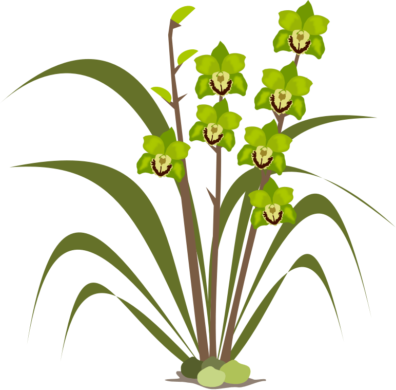 Cymbidium Clip Art At Clker Com Vector - Flower Orchid Clipart Free - Png Download (600x591), Png Download