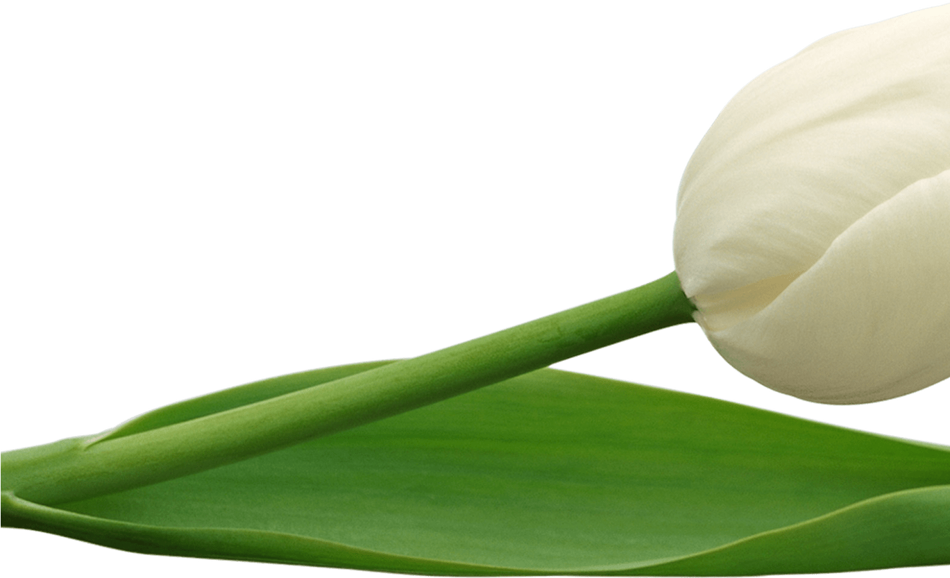 Белые тюльпаны. Тюльпан vesna. Нежные белые тюльпаны. Рыжее солнце белый тюльпан фикбук. Рыжее солнце белый тюльпан фикбук.