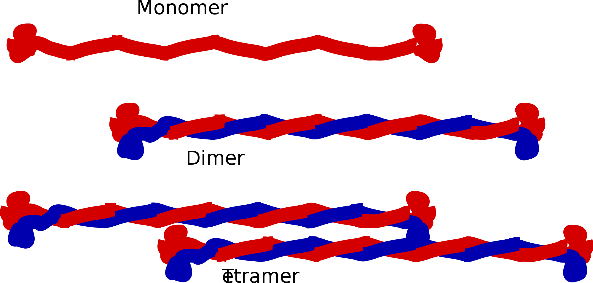 Intermediate Filaments Clipart (1200x572), Png Download