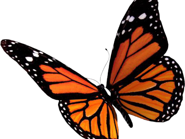 Image Transparent Butterfly Free On Dumielauxepices - Butterfly Png Clipart (640x480), Png Download