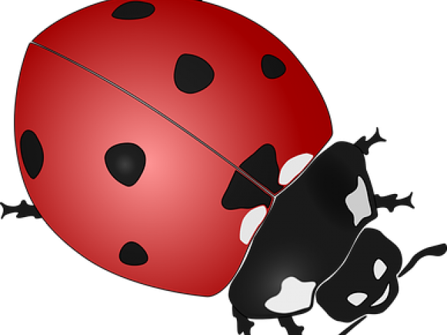 Drawn Lady Beetle Clipart - Ladybird Beetle Tile Coaster - Png Download (640x480), Png Download