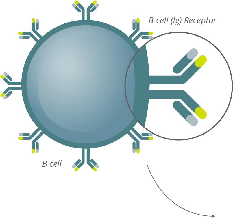 Clonoseq Technology Bcell Antibody - Antibody Clipart (813x761), Png Download