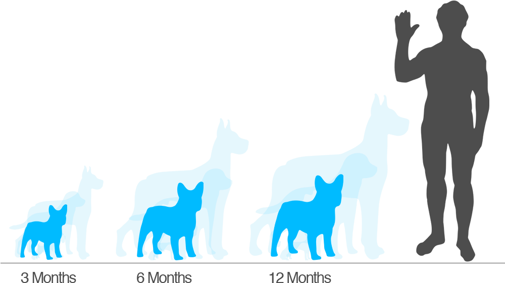 Wally, One Of Our Two Aussie Labradoodles - Rhino Vs Human Size Clipart (1000x600), Png Download
