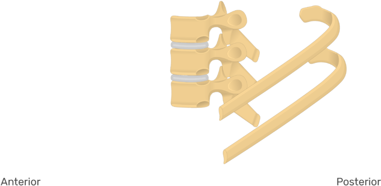 Rib Clipart (770x406), Png Download