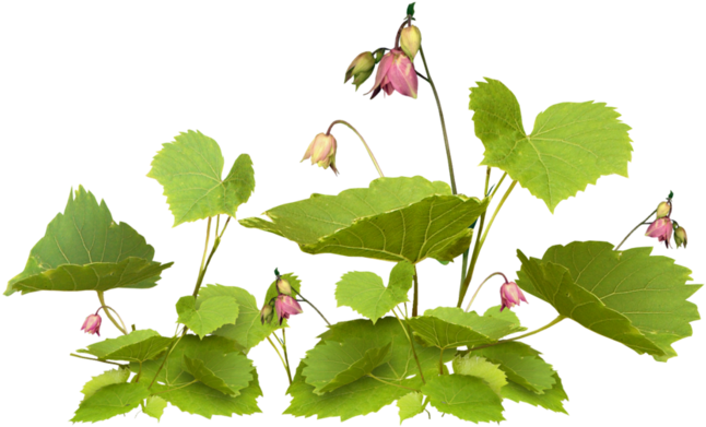 На Января 17, - Flower Clipart (699x466), Png Download