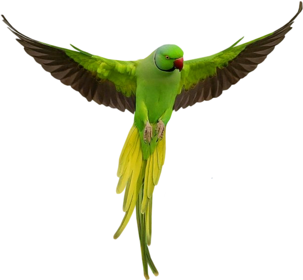 High Quality Images, Bird Theme, Bird Crafts, Tri Cities, - Parrot Png Clipart (600x549), Png Download