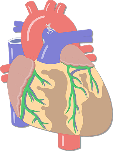 Coronary Arteries - Heart Major Blood Vessels Clipart (1200x630), Png Download