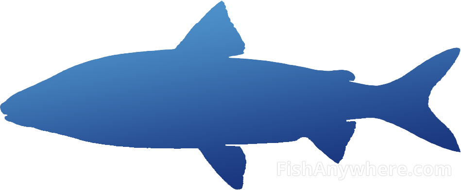 Whitefish - Shark Clipart (949x392), Png Download