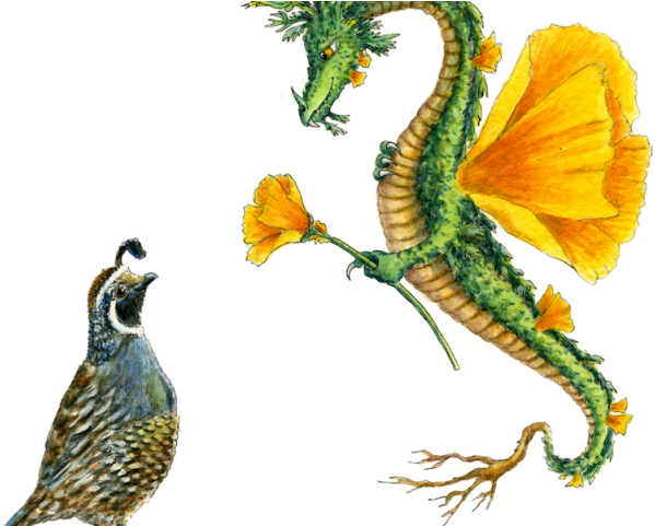 Poppy Clipart Golden Poppy - Poppy California Watercolor - Png Download (640x480), Png Download