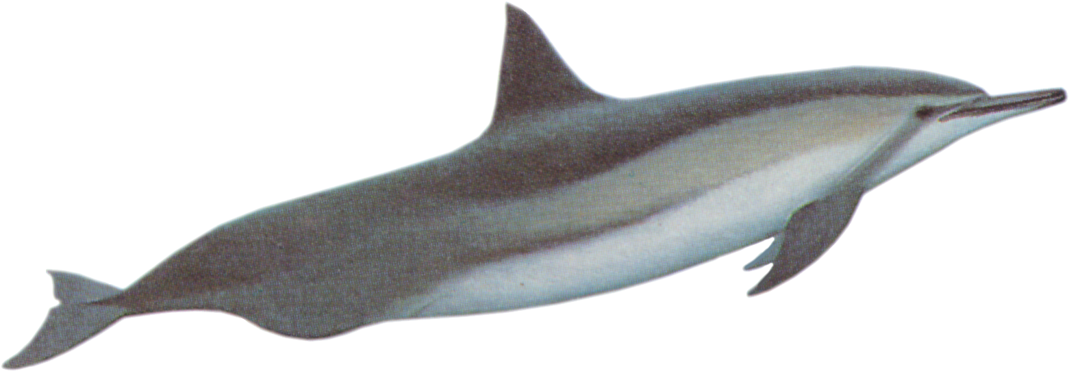 Spinner Dolphins - Baiji White Dolphin Png Clipart (1610x556), Png Download