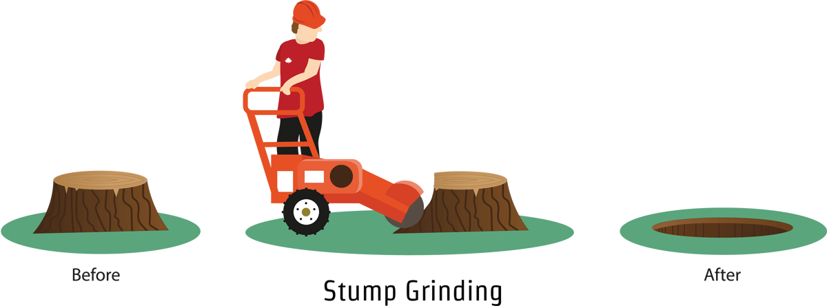 Tree Stump Removal - Stump Grinder Clipart - Png Download (1200x444), Png Download