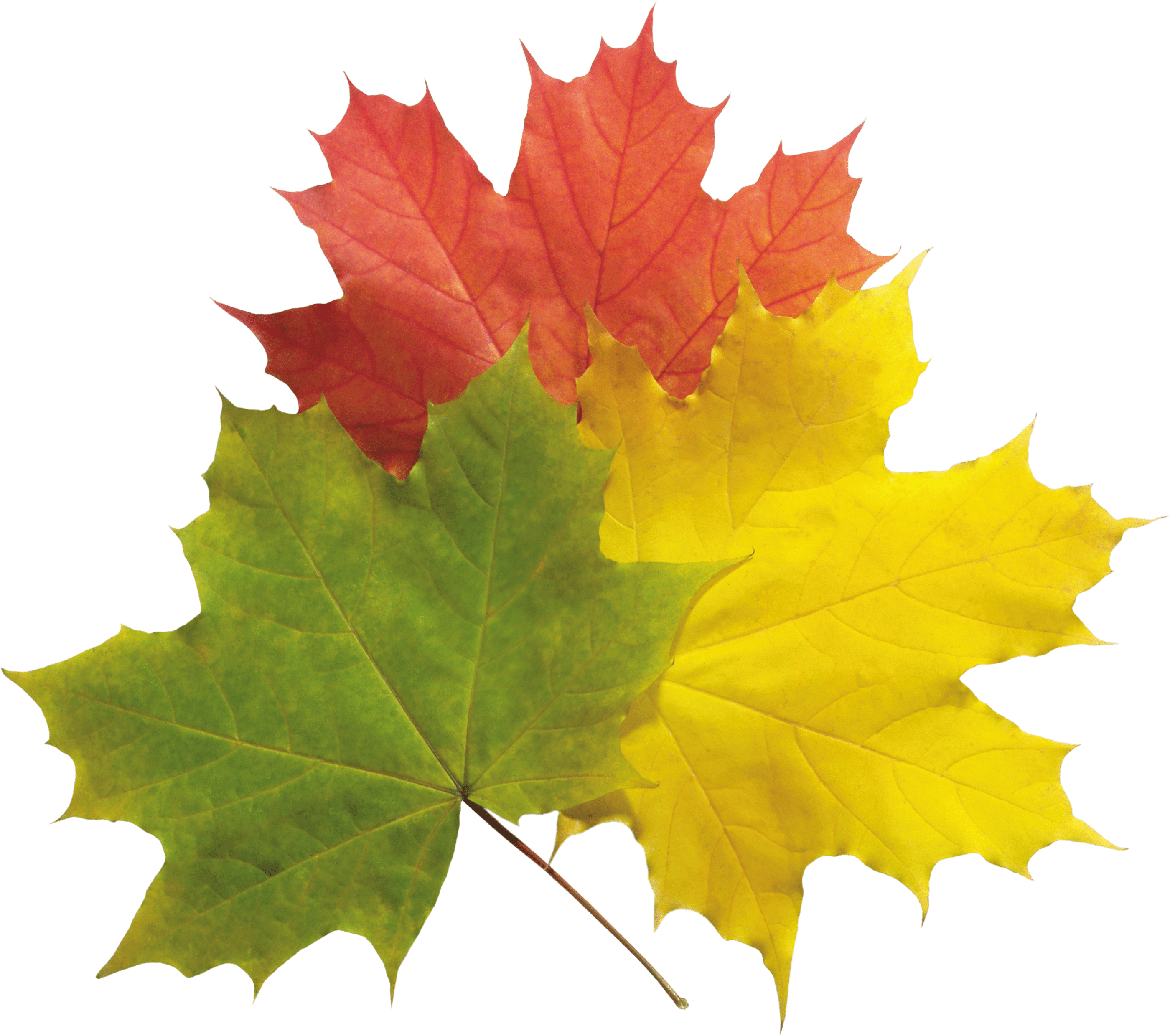 Leaves Free Png Clipart (2800x2480), Png Download