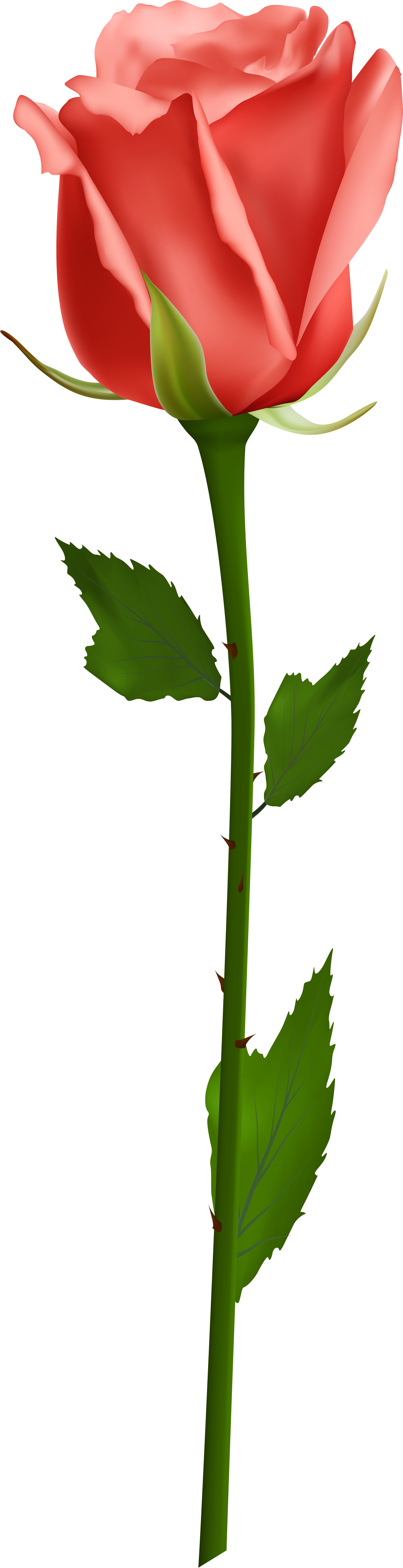 View Full Size - Rose Png Images Hd Clipart (2271x8000), Png Download