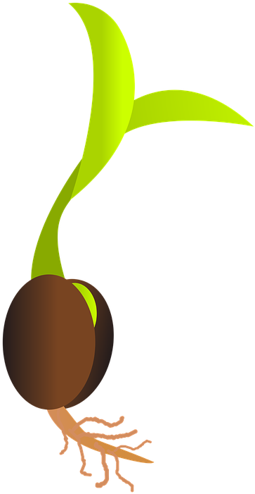 Clip Art Freeuse Download Library Services Grimsby - Seed Png Transparent Png (438x720), Png Download