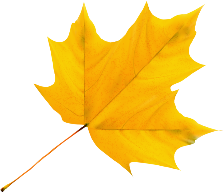 Album - Yellow Leaf Clipart - Png Download (800x750), Png Download