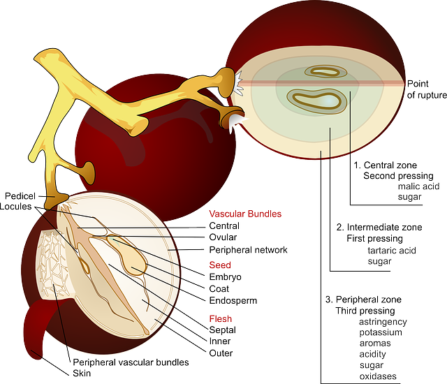 The Anatomy Of A Grape - Grape Diagram Clipart (640x550), Png Download
