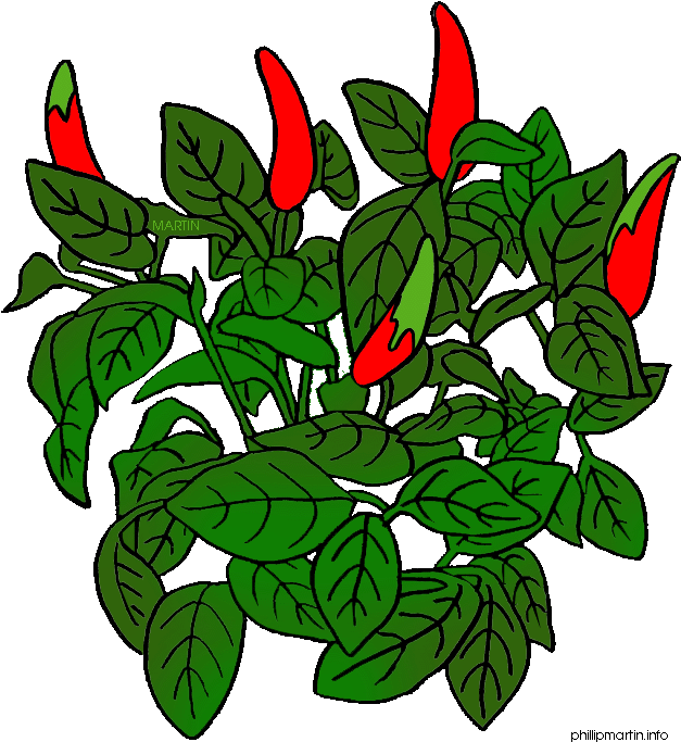 Chili Pencil And In Color - Pepper Plant Clipart - Png Download (648x709), Png Download