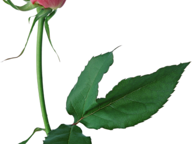 Rose Clipart Rose Bud - Lots Of Heart Anniversary Card - Png Download (640x480), Png Download