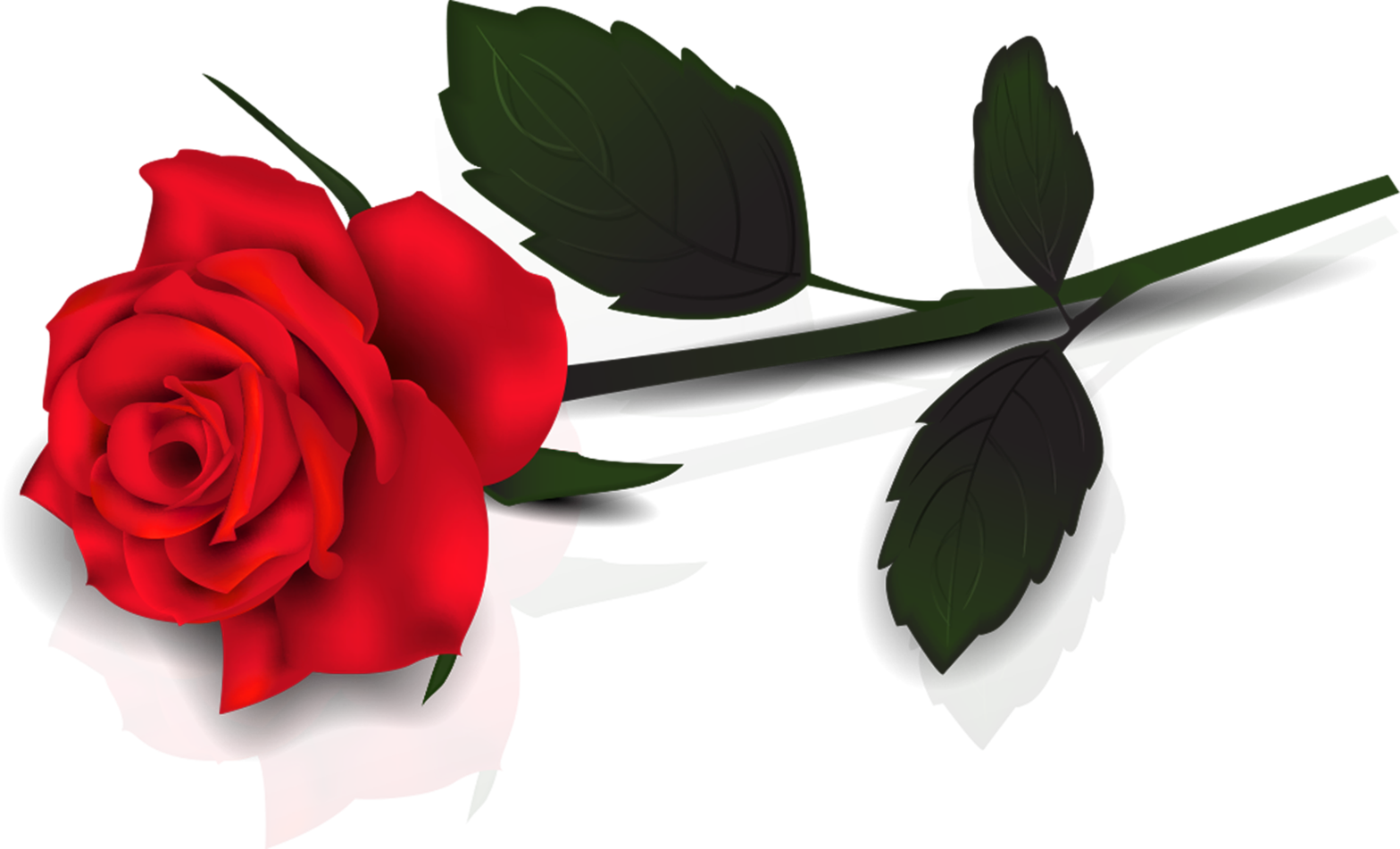 Rose Clipart Hd - Rose Clipart - Png Download (1568x951), Png Download
