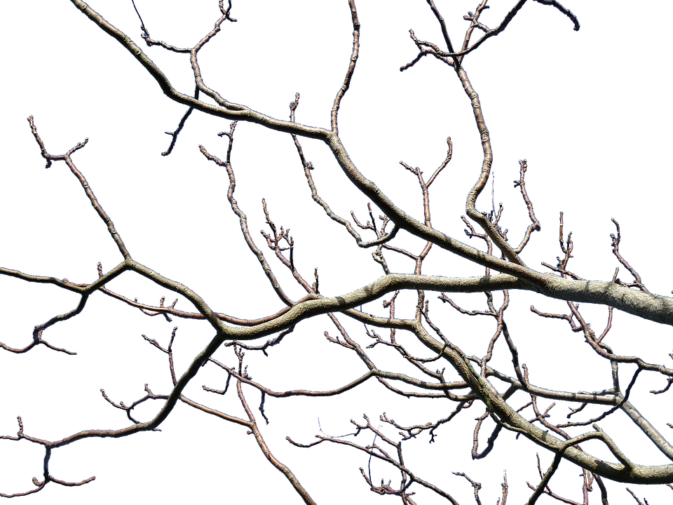 Art Pictures Of Trees 2, Buy Clip Art - Wilderness Within By John Claude Smith - Png Download (960x720), Png Download