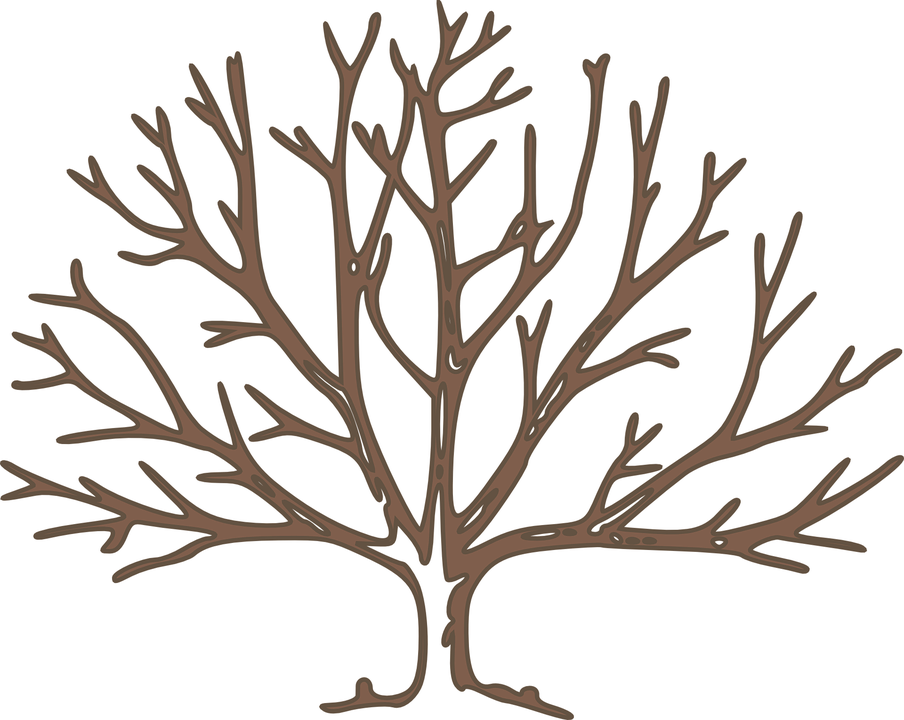 Tree, Bare, Winter, Branches, High - Draw A Winter Tree Clipart (904x720), Png Download