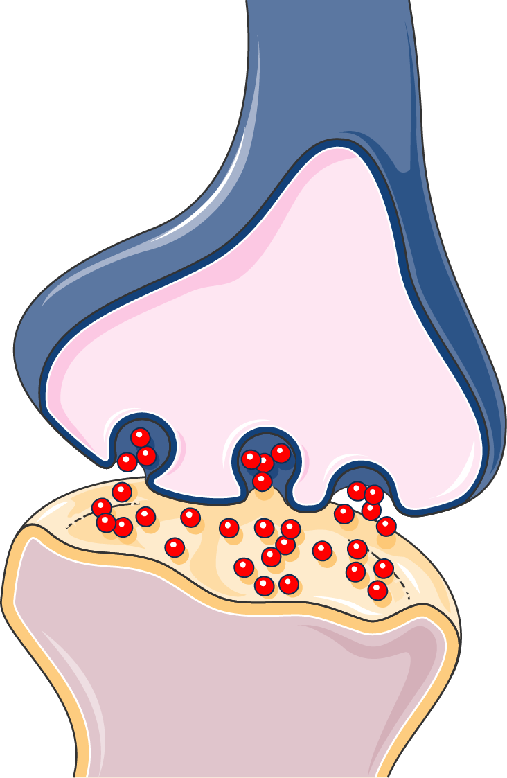 Synapse Synapse Png Clipart Full Size Clipart (1195334) PinClipart